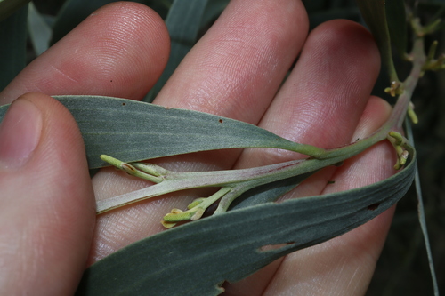 Image of Acacia binervia by (c) Thomas Mesaglio, some rights reserved (CC BY)