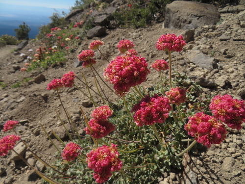 Image of Eriogonum ursinum by no rights reserved