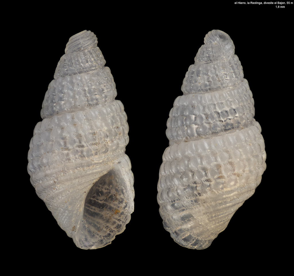 Chrysallida canariensis