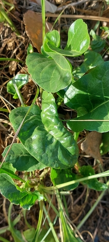 Foto de Beterraba