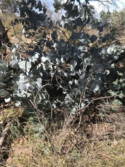 Eucalyptus canobolensis