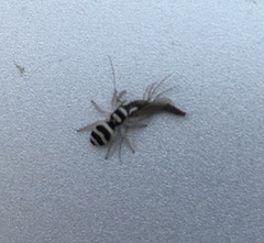 Salticus austinensis