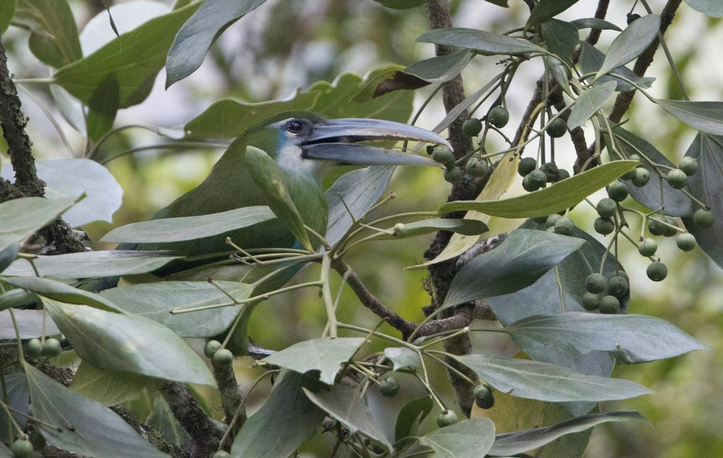 Blue-banded Toucanet (Aulacorhynchus coeruleicinctis), photo 4