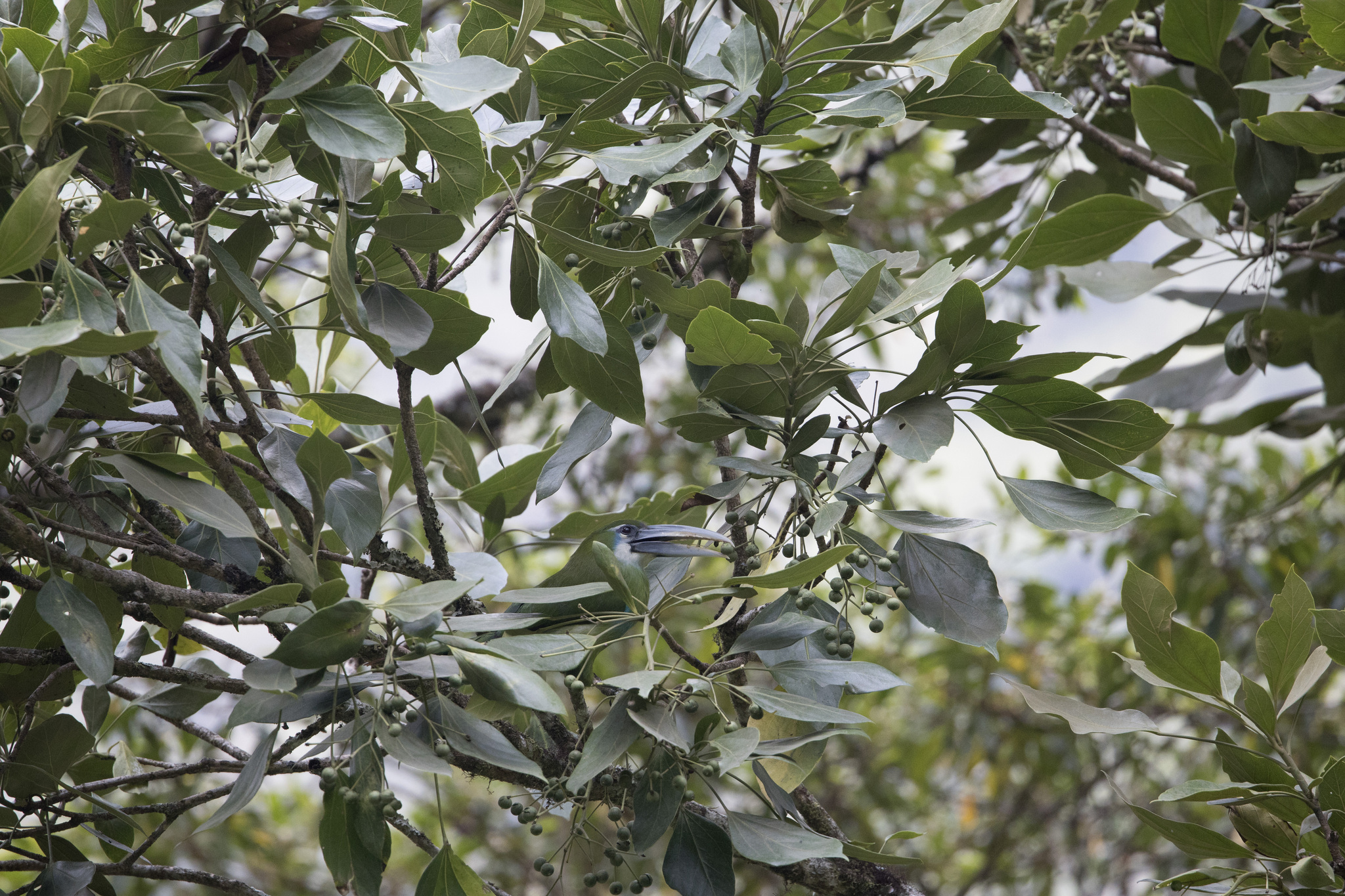 Blue-banded Toucanet (Aulacorhynchus coeruleicinctis), photo 5