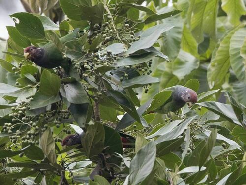 Speckle-faced Parrot (Pionus tumultuosus), photo 7