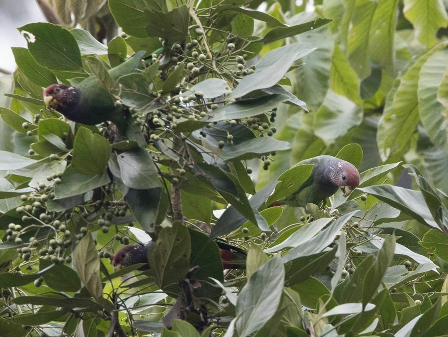 Speckle-faced Parrot (Pionus tumultuosus), photo 9