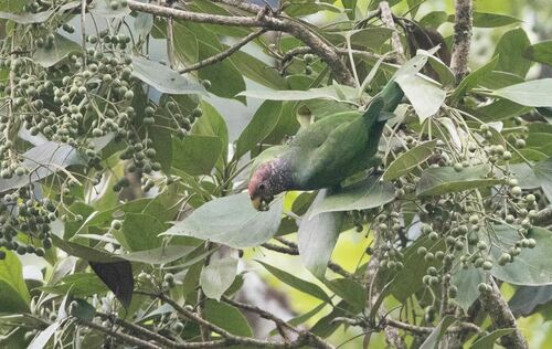 Speckle-faced Parrot (Pionus tumultuosus), photo 8