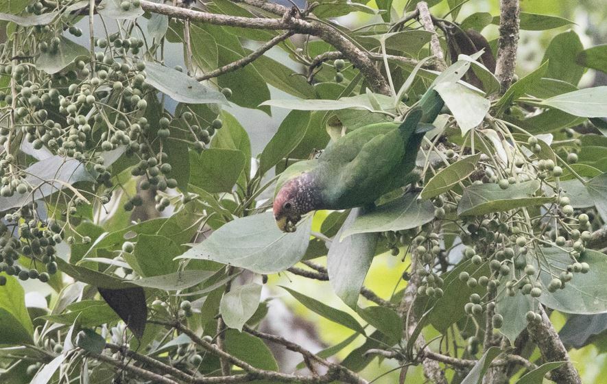 Speckle-faced Parrot (Pionus tumultuosus), photo 10