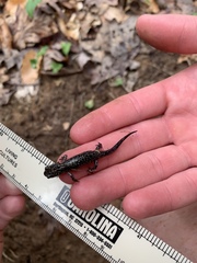 Plethodon glutinosus