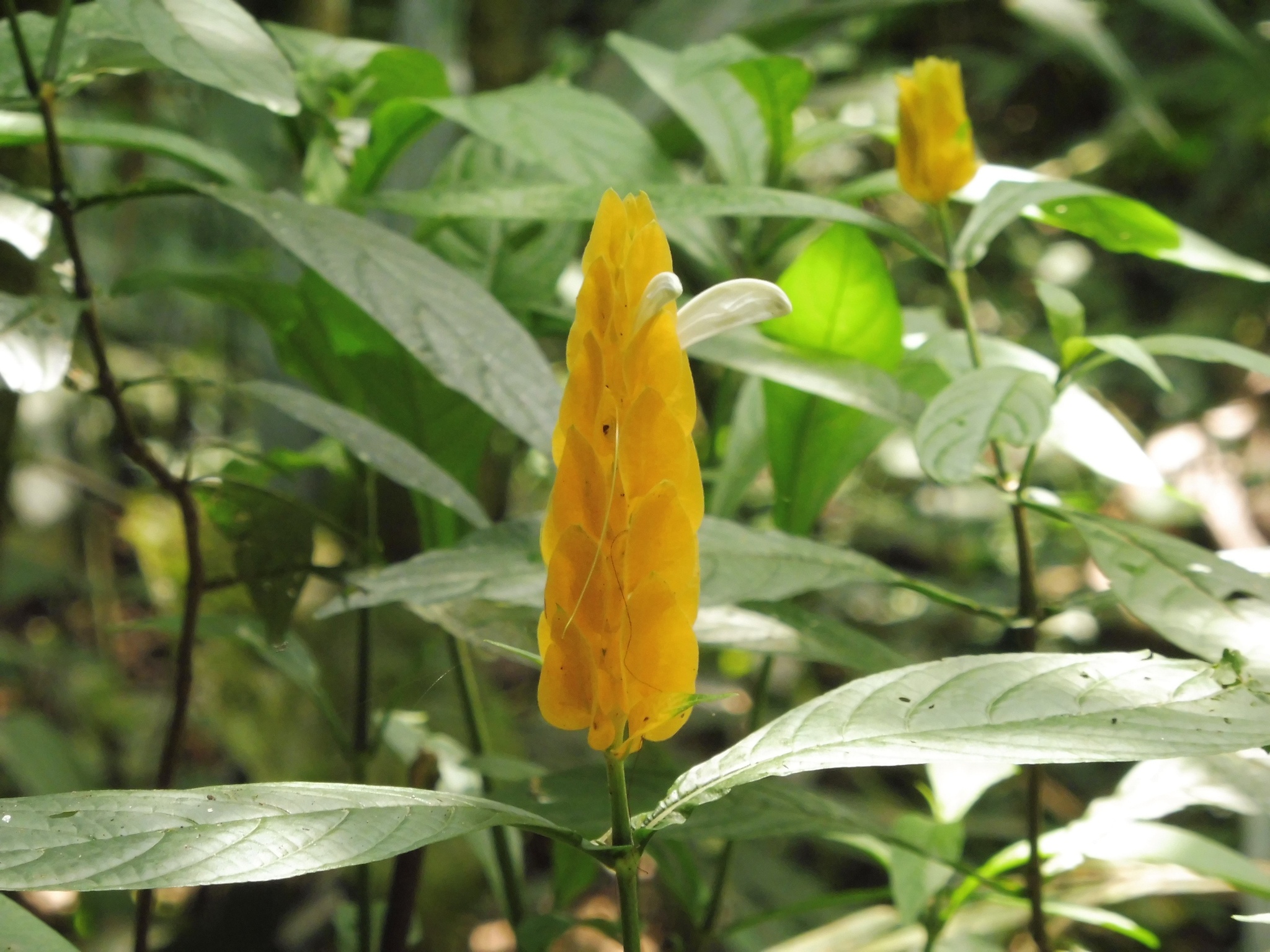 Imagem de Língua-de-sogra