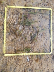 Zostera muelleri