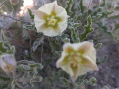 Chamaesaracha sordida