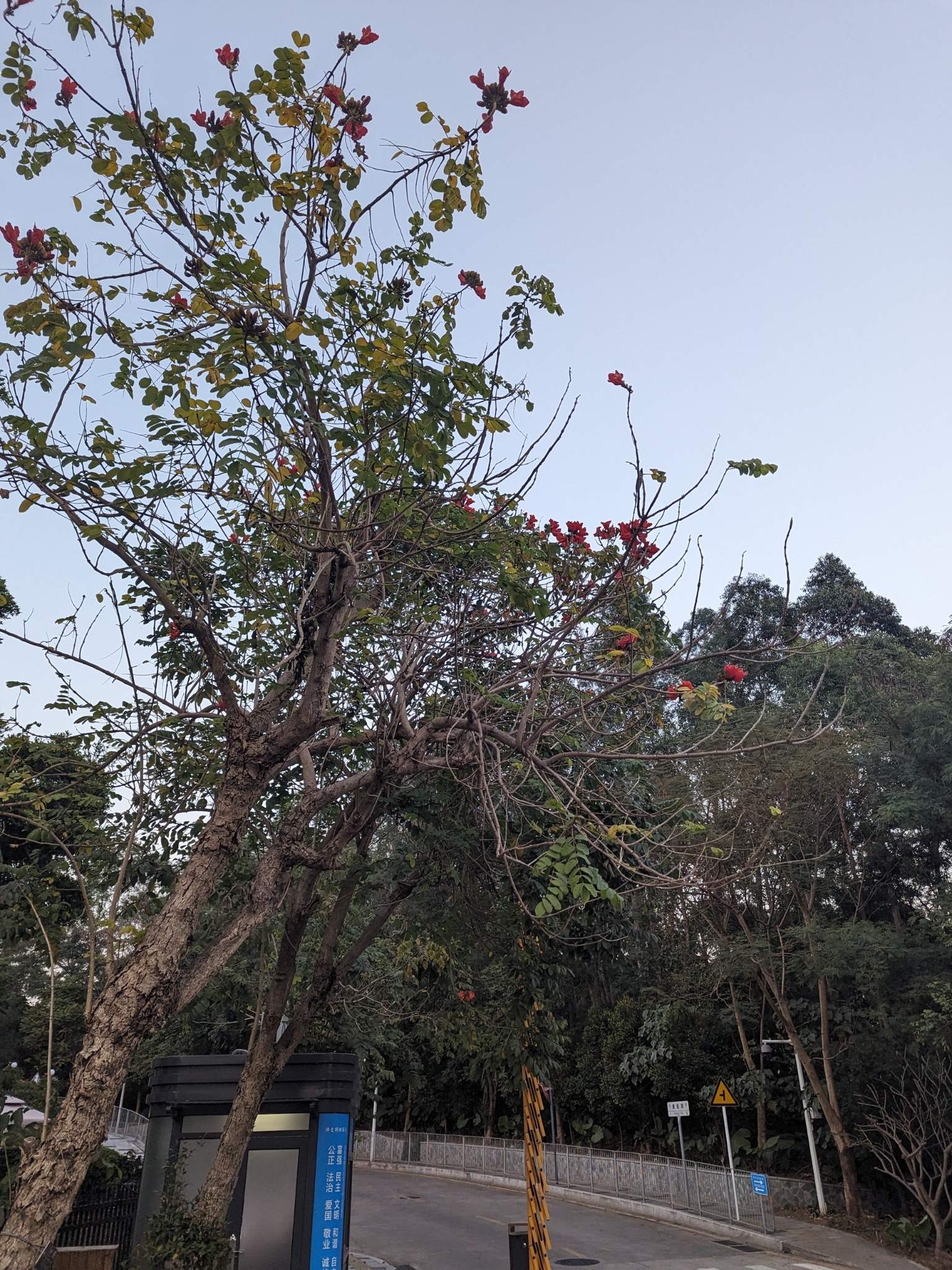 Imagem de Tulipeira-do-gabão