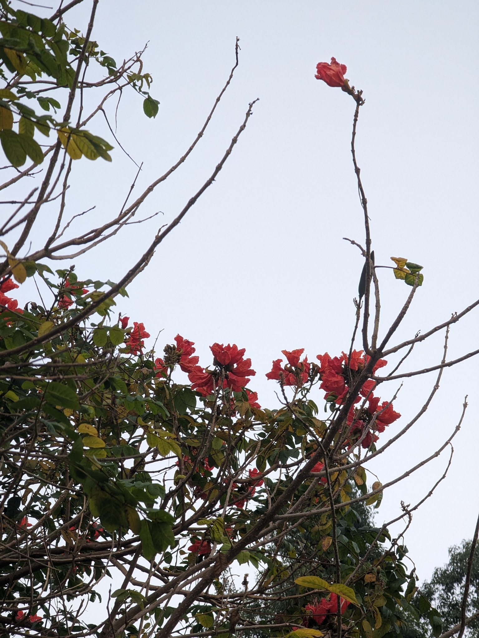 Imagem de Tulipeira-do-gabão