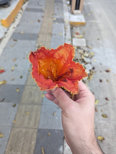 Foto de Tulipeira-do-gabão