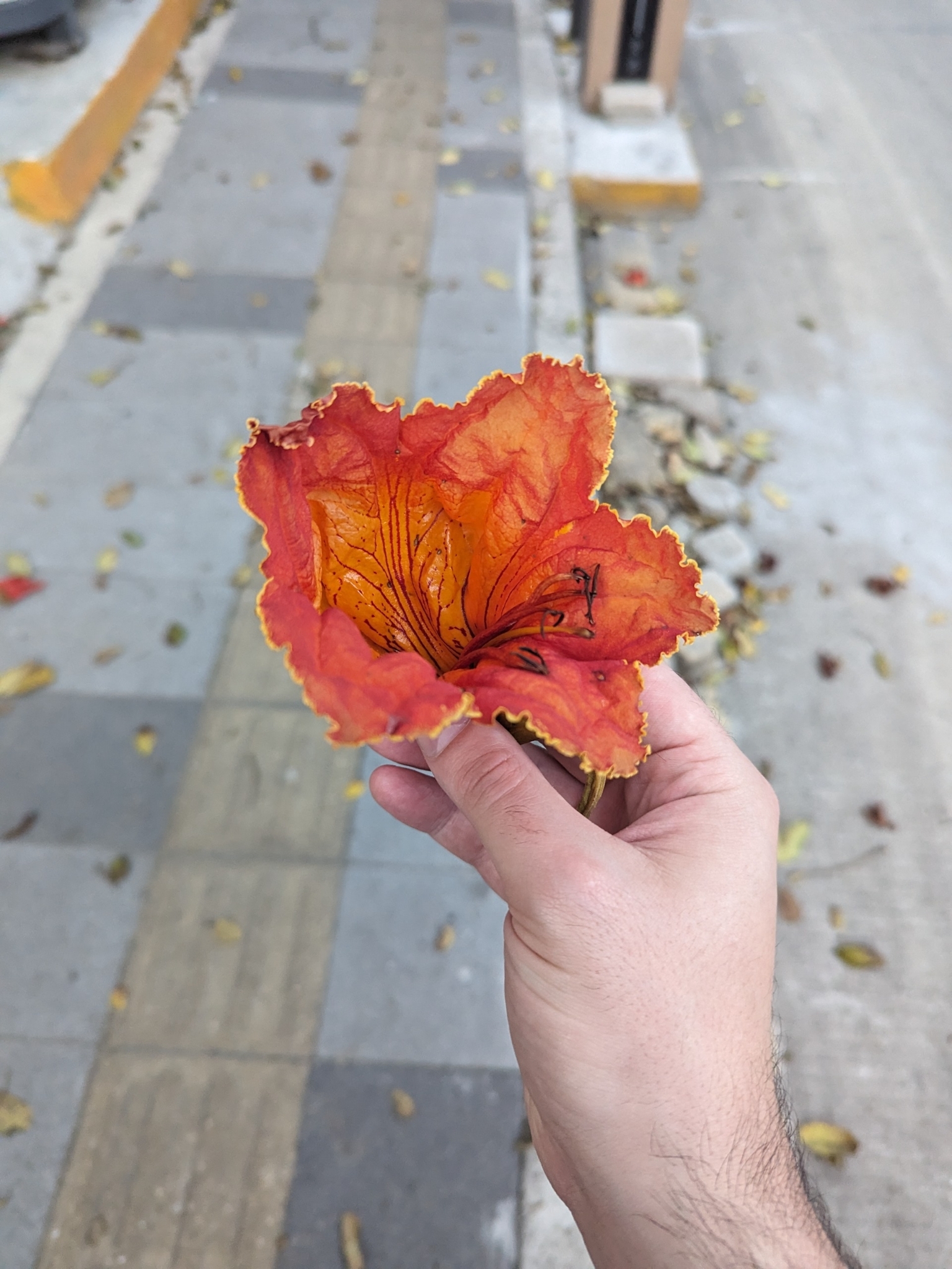 Imagem de Tulipeira-do-gabão