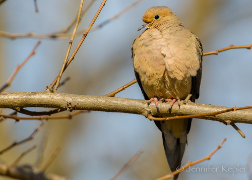 Mourning Dove photographed in New York