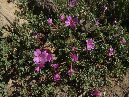 Image of Epilobium obcordatum by no rights reserved