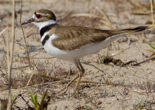 Killdeer photographed in New York