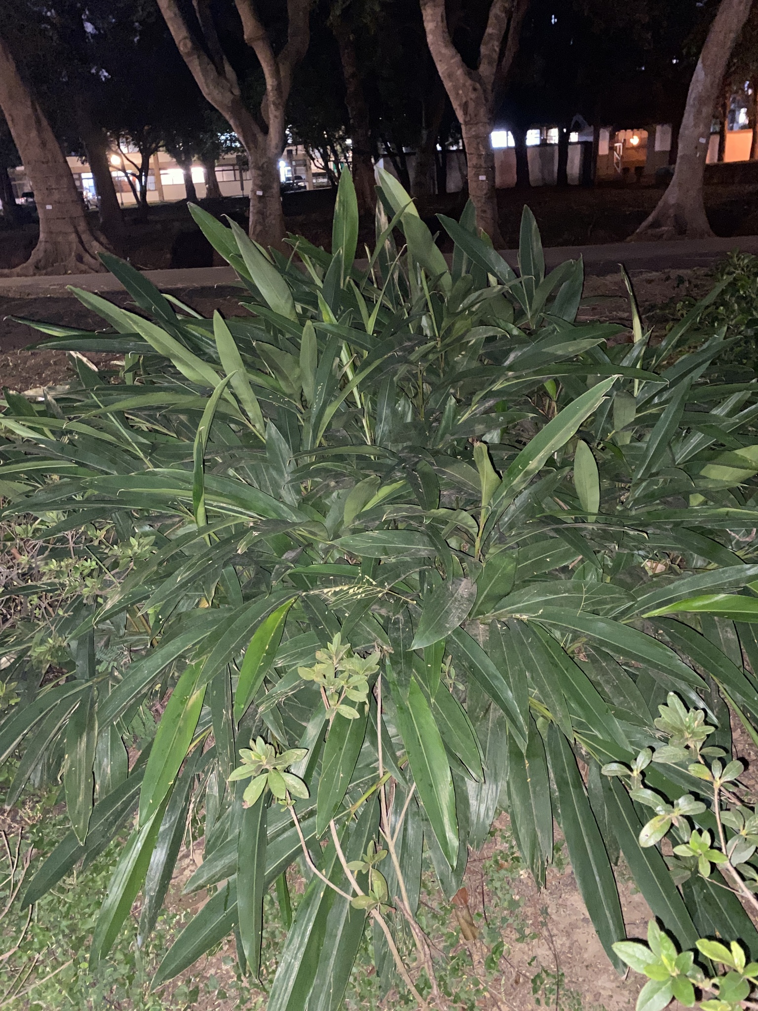 Imagem de Colônia