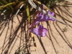 Penstemon dasyphyllus