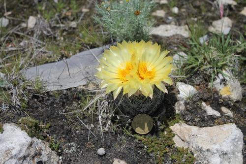 Coryphantha echinoidea
