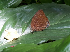 Arhopala centaurus nakula