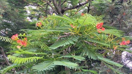 Foto de Flamboyant