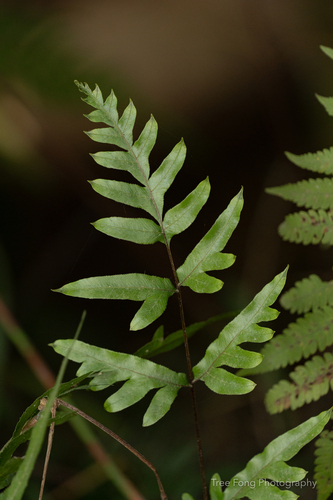 Pteris semipinnata iNat (2)
