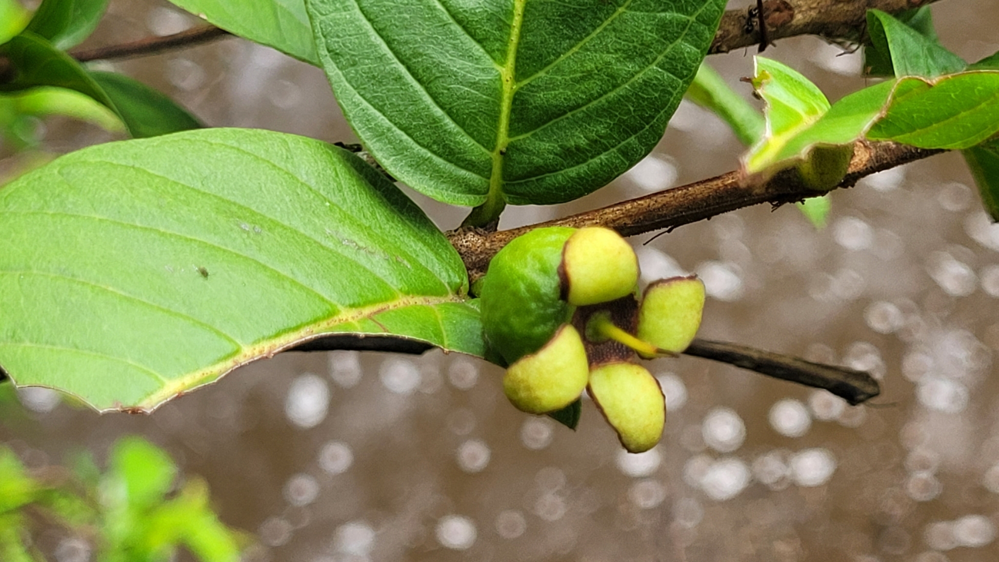 Imagem de Araçá-do-campo