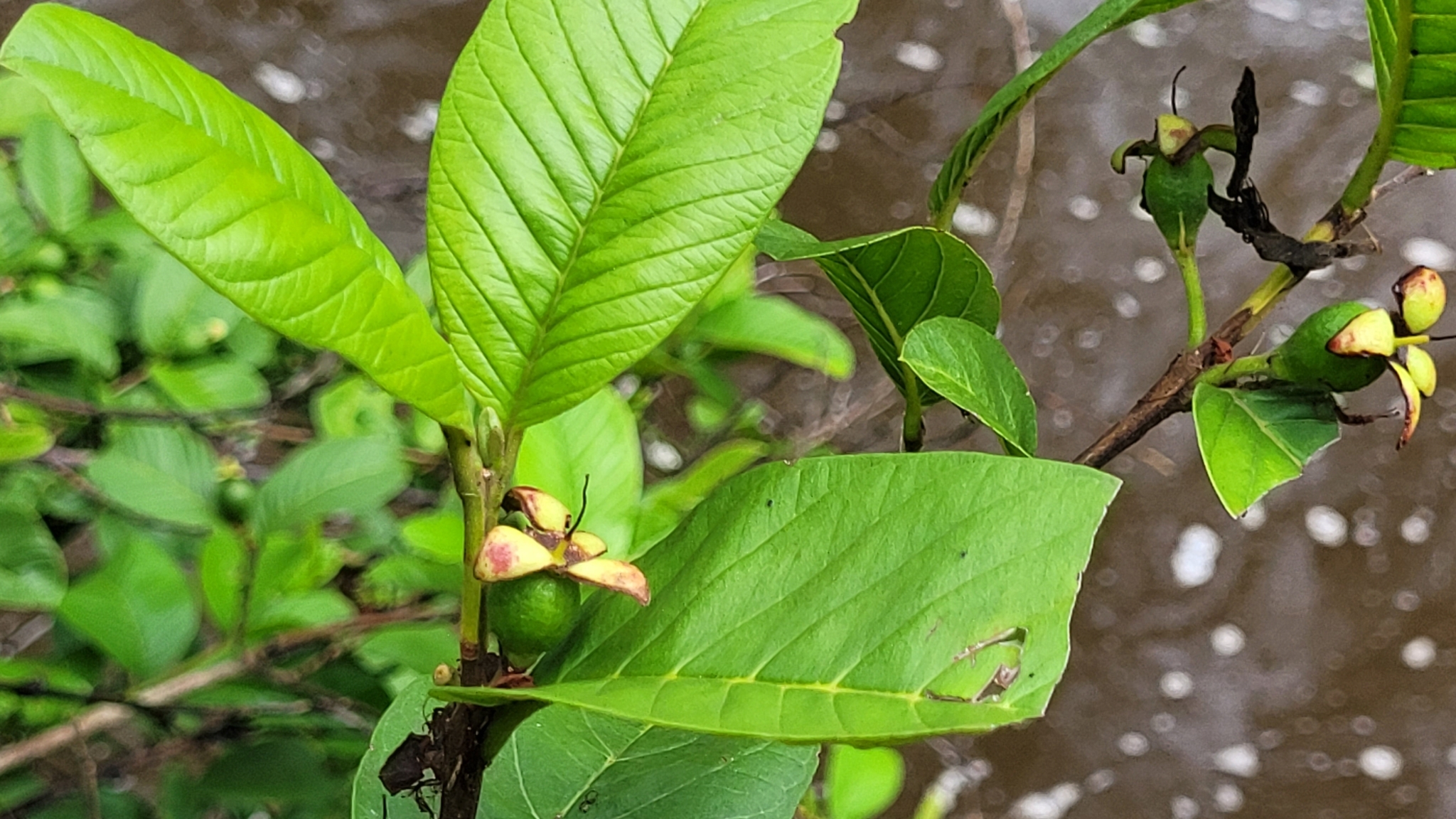 Imagem de Araçá-do-campo
