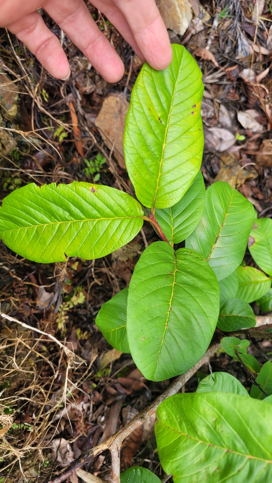 Imagem de Araçá-do-campo