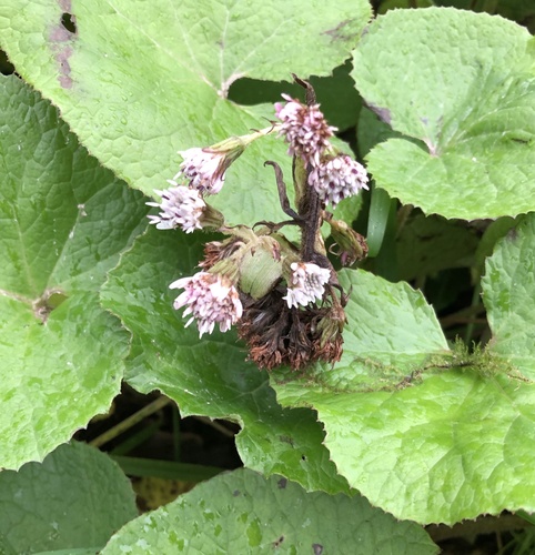 Winter Heliotrope