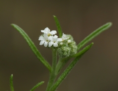 Cryptantha flaccida