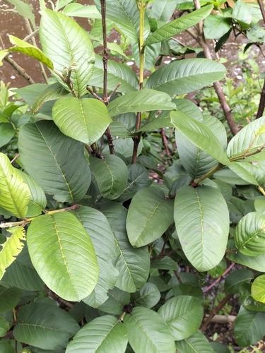 Foto de Goiabeira