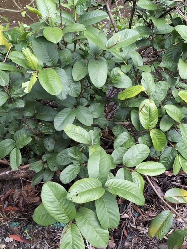 Foto de Goiabeira