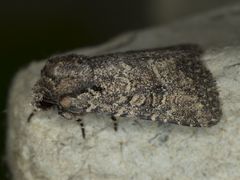 Hexorthodes nipana
