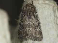 Hexorthodes nipana