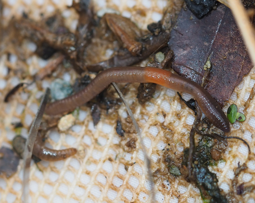 Clitellata