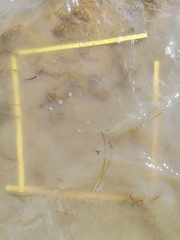 Zostera muelleri