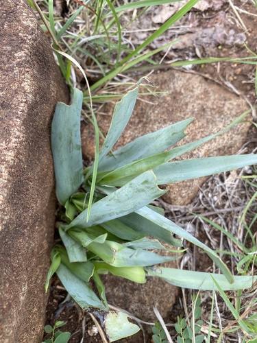 grey-leaved African hyacinth (Ledebouria confusa)
