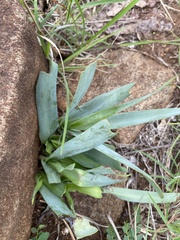 Ledebouria confusa