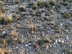 Salvia whitehousei