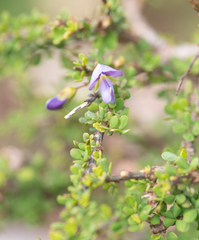Zygocarpum prunifolium (Zygocarpum)