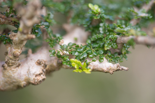 Commiphora parvifolia