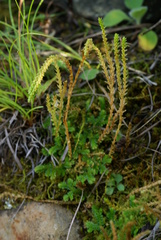 Selaginella helvetica