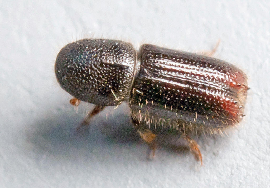 Orthotomicus suturalis