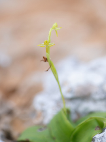 Habenaria socotrana, photograph 3
