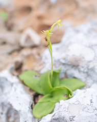 Habenaria socotrana, photograph (c) Morten Ross, some rights reserved (CC BY)