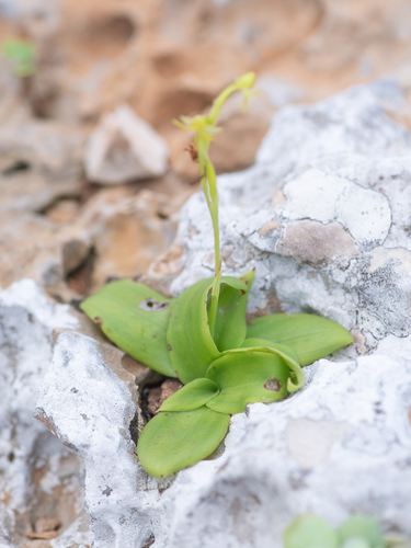 Habenaria socotrana, photograph 2